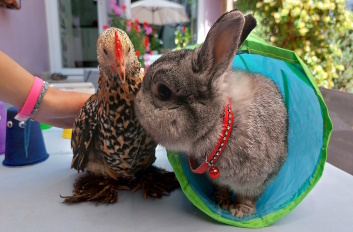 mes associés en médiation animale