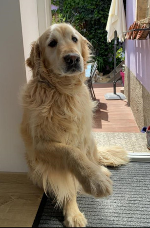 Mâle golden retriever de 9 ans