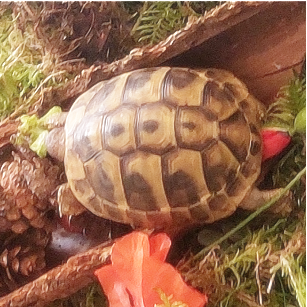 Femelle tortue Hermann
