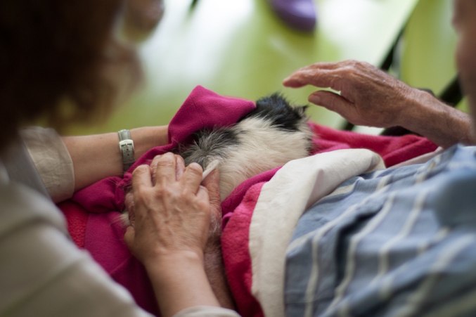 Qu'est ce que la médiation animale