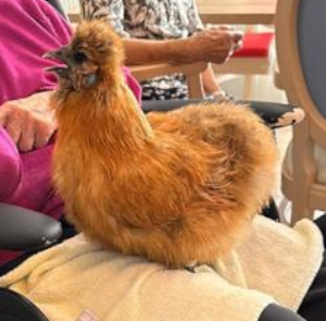 Femelle poule de soie