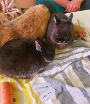 Mâle lapin nain