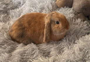 Mâle lapin bélier