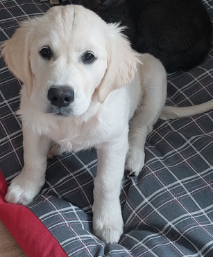 Femelle golden retriever de 6 mois